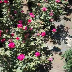 Lee S Trees Landscaping Nursery Nurseries Gardening 1074 Photo Of Lee S Trees Landscaping Nursery Apopka Fl United States
