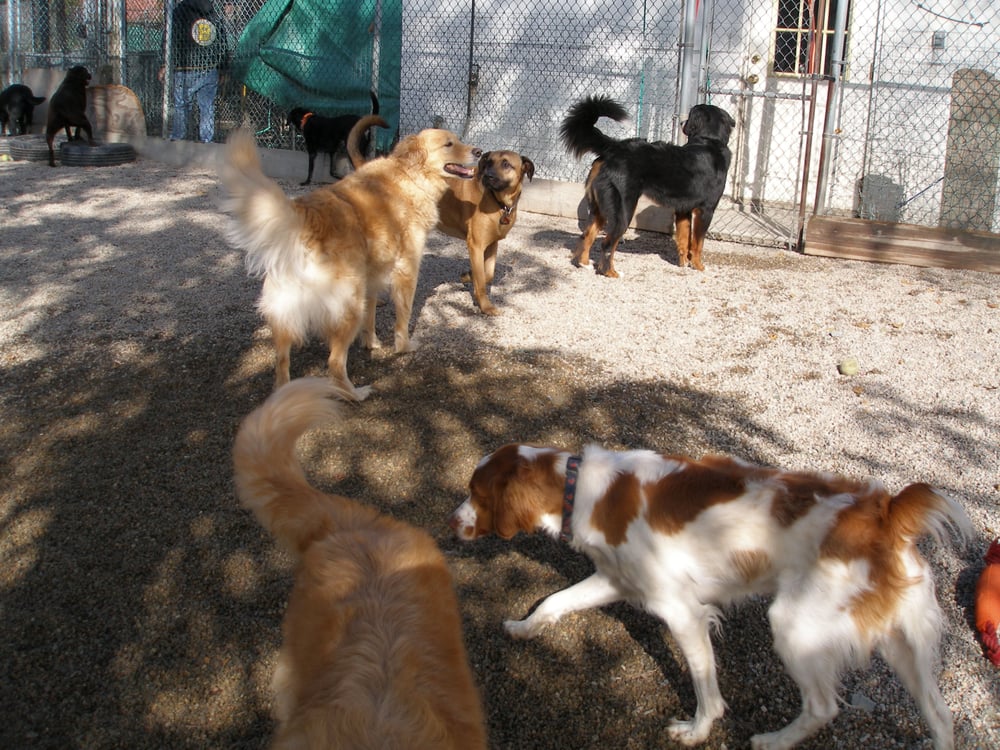 East Bay Kennels Image