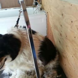Little Ark Grooming Shoppe mobile pet grooming - 14 Photos - Pet Groomers - 223 Schneider St SE