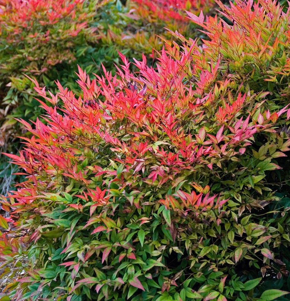 American Landscaping