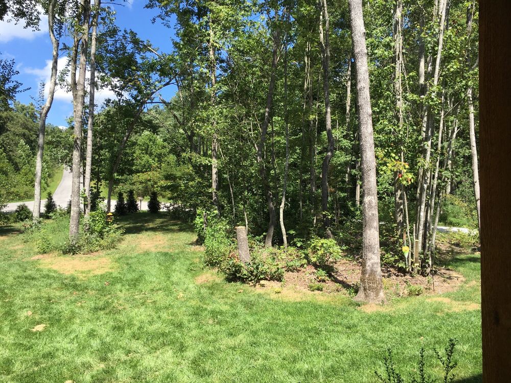 Volunteer Tree
