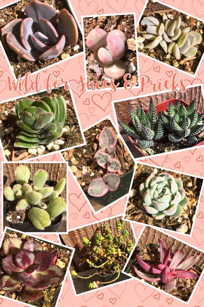 Wild For Succs & Pricks
