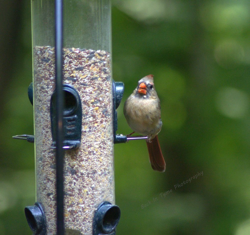 French Broad Imaging