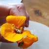 Restaurant Story
