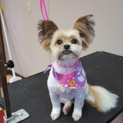 Grooming Tails Pet Spa - 44 Photos - Pet Groomers - 2250 N Roan St, Johnson City, TN - Phone