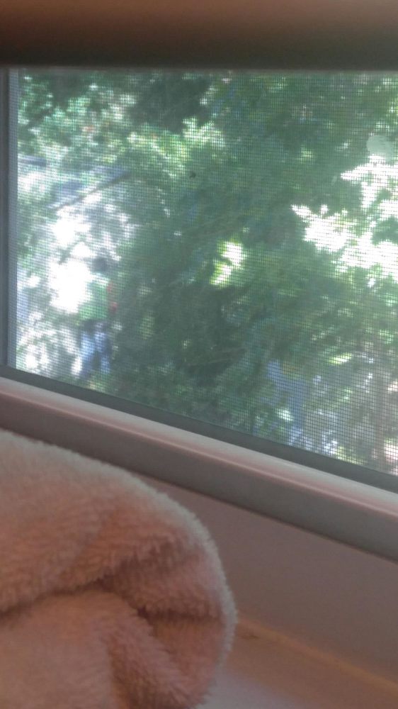 Newell Lawn and Landscape