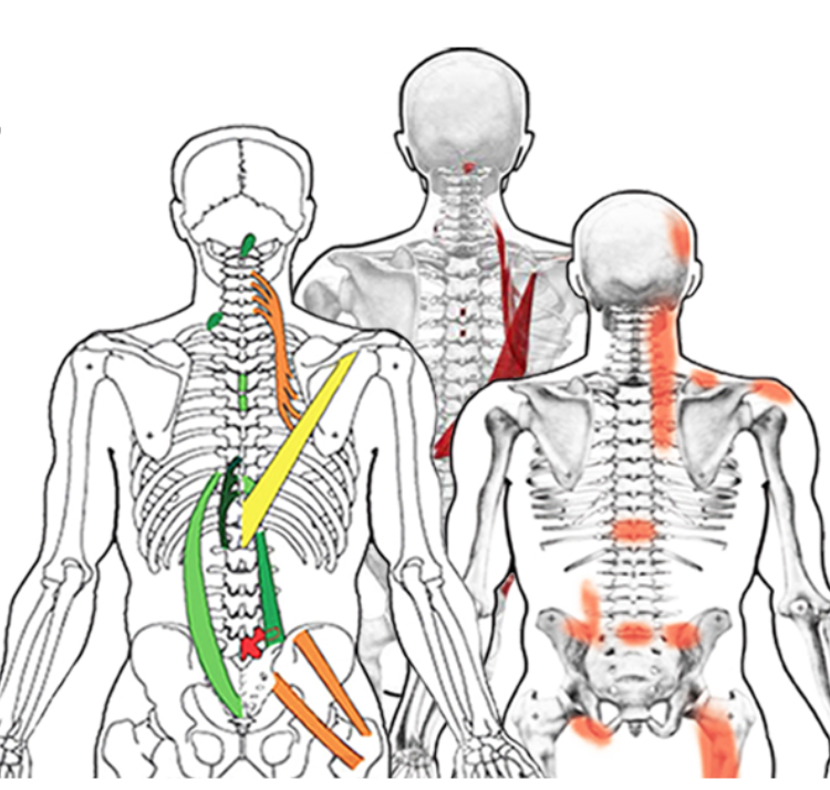 Dynamic Integrations Wellness & Massage