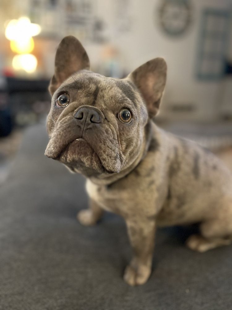 Dog Gone Walking