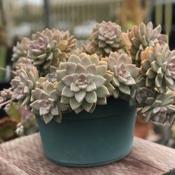 Ventura Cactus And Succulents 31 Photos 29 Reviews Nurseries Ventura Cactus And Succulents 31 Photos 29 Reviews Nurseries Gardening 1166 N Ave Ca Phone Number Yelp