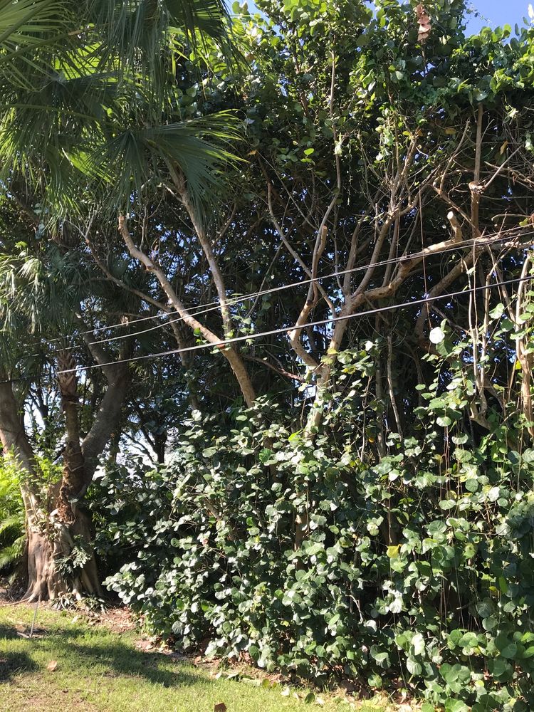 Lion's Help Land and Tree Service