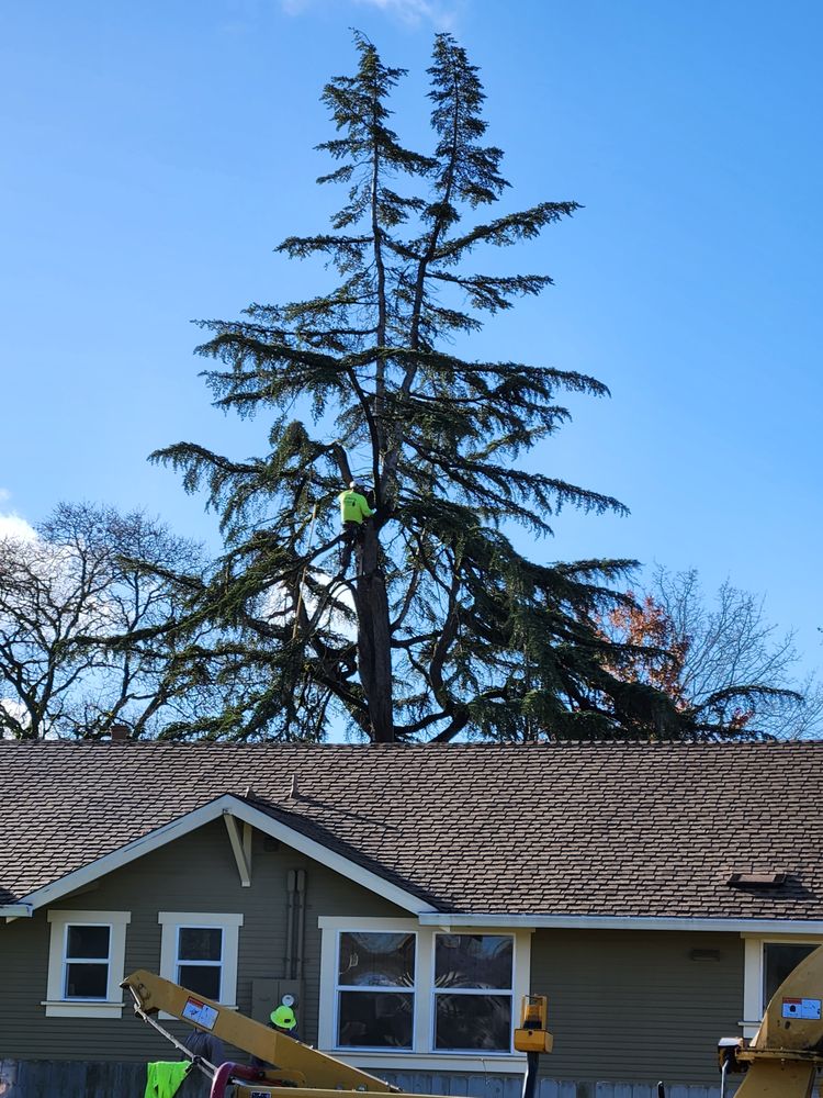 Hagstrom & Sons Tree Service