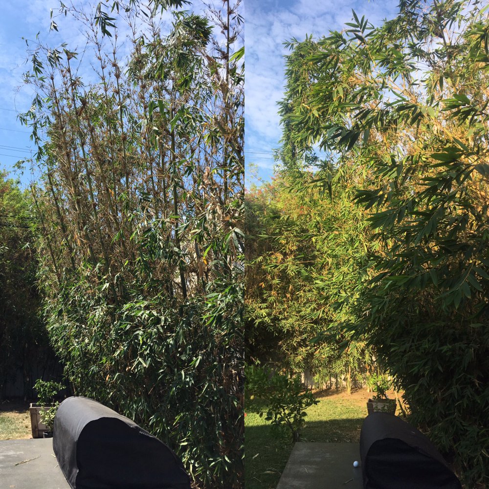 Any Kind Of Tree Service