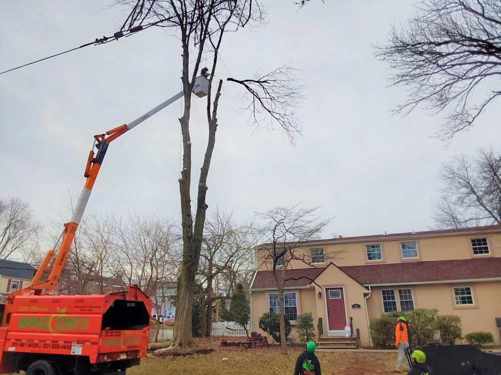 Apple Tree Services