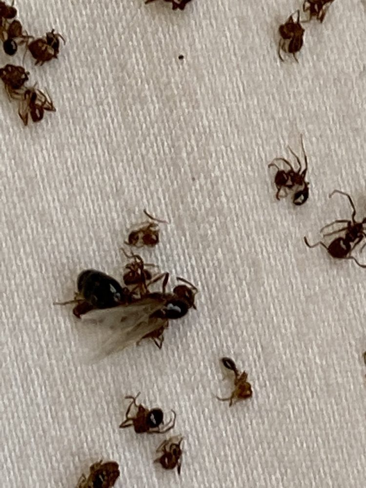 Woodland Crossing Apartment Homes