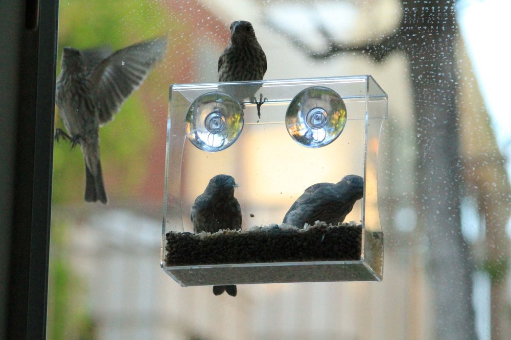 wild birds unlimited 11 reviews bird shops 24451 wild birds unlimited 11 reviews bird shops 24451