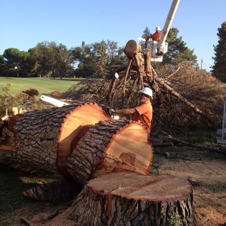 Clark's Tree Works