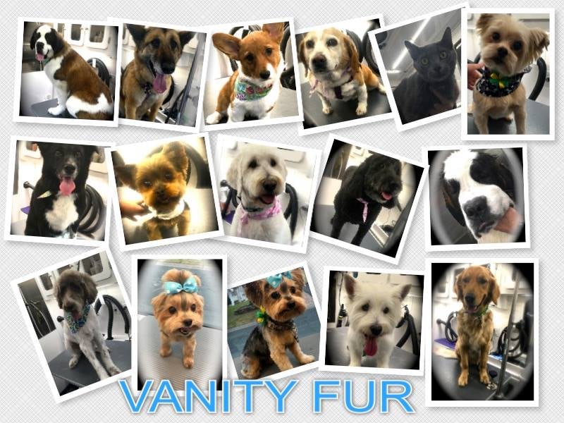 Inside Of Vanity Fur Mobile Pet Spa And Grooming Yelp