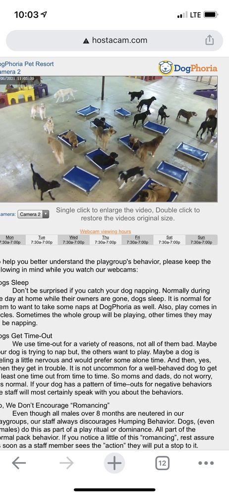 DogPhoria