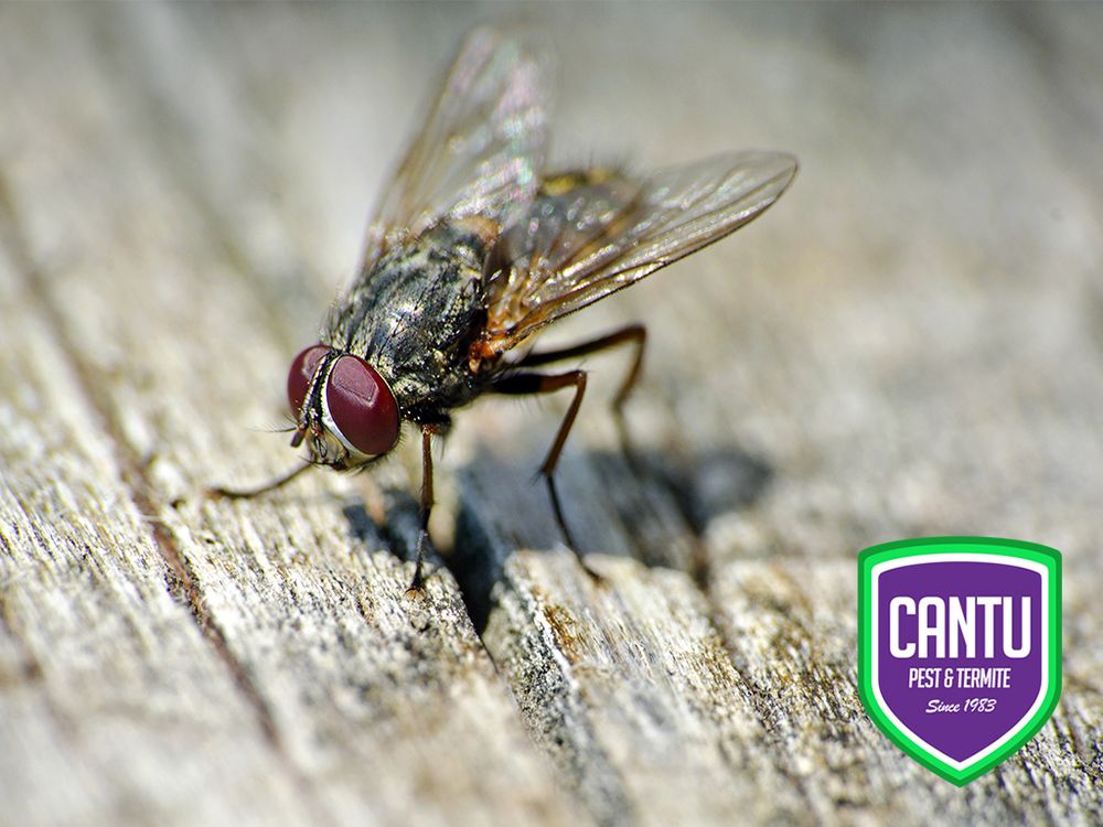 Cantu Pest & Termite