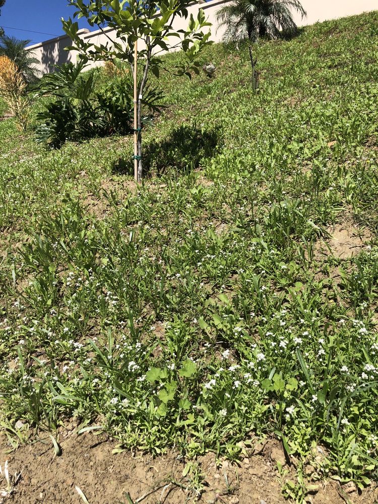 Hydro Grow Hydroseeding