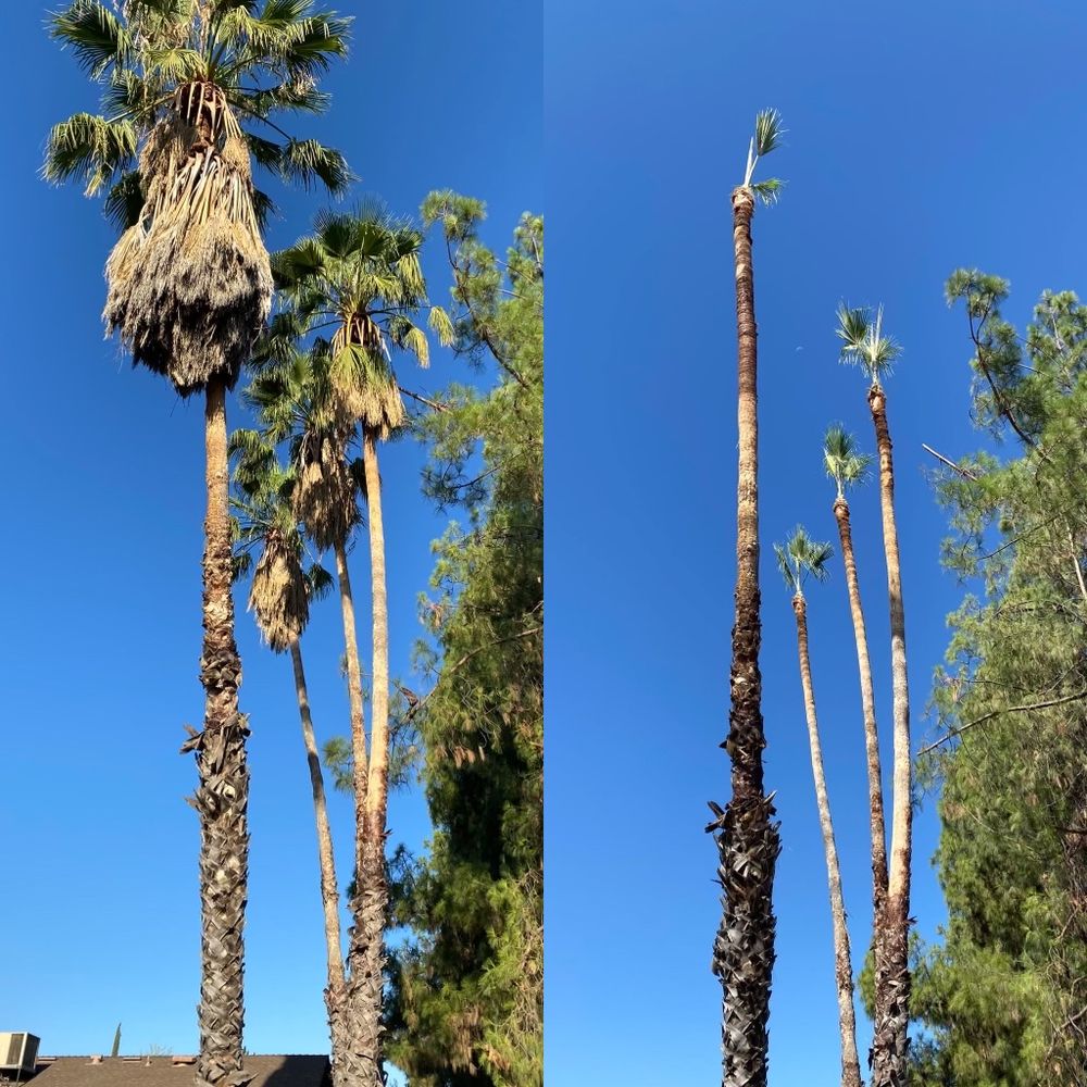Forrest Wood Tree Service