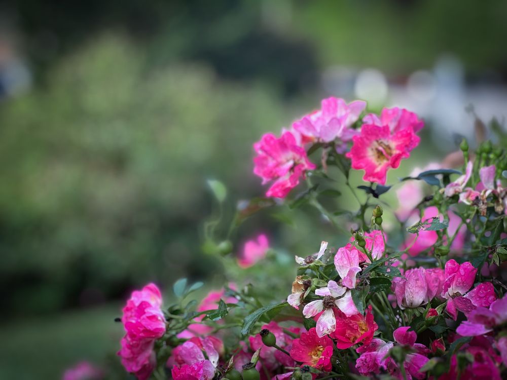 Canopy Lawn Care - Raleigh