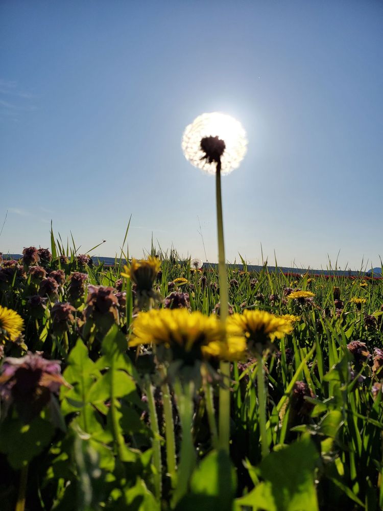 Jennifer Branch Reiki Master