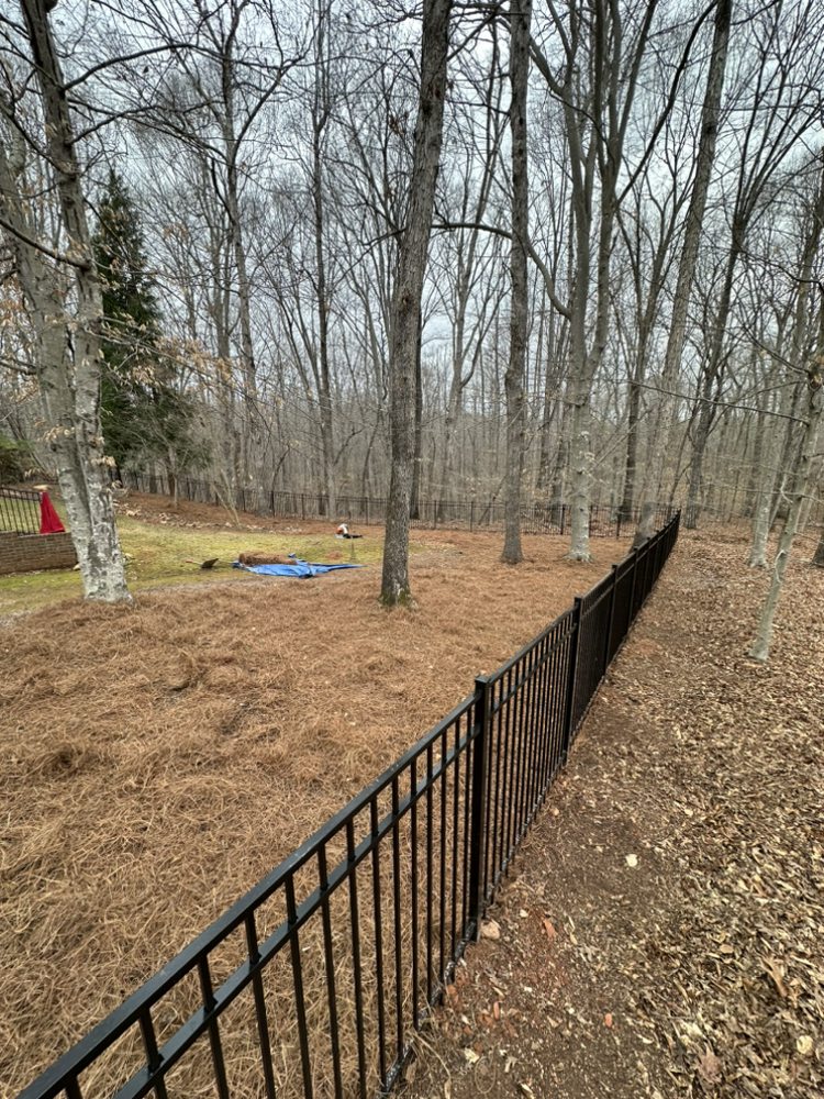 Boston Tree Services