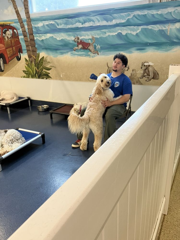 Budget Hotel Pet Suites Near Me Red Dog Resort And Spa Best Cat