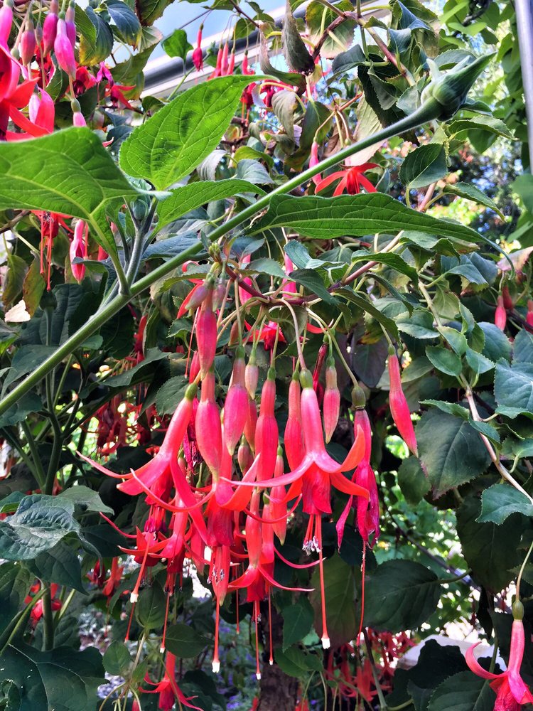 Molbak's Butterfly Garden