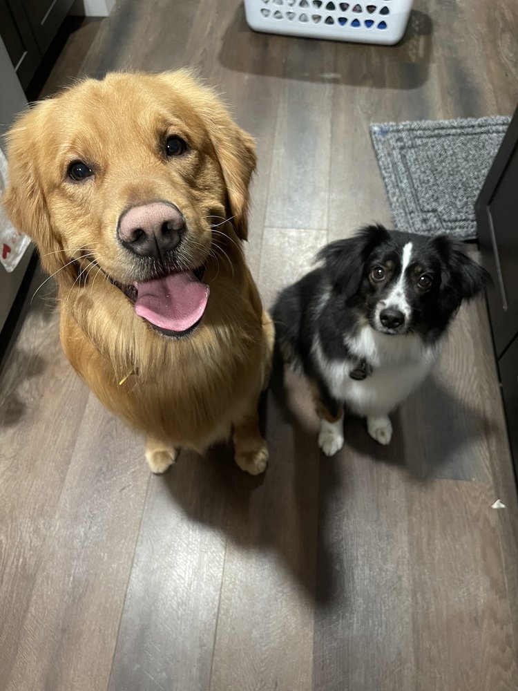 Upstate Pet Grooming Gift Greeting Cards Email, Text or Print