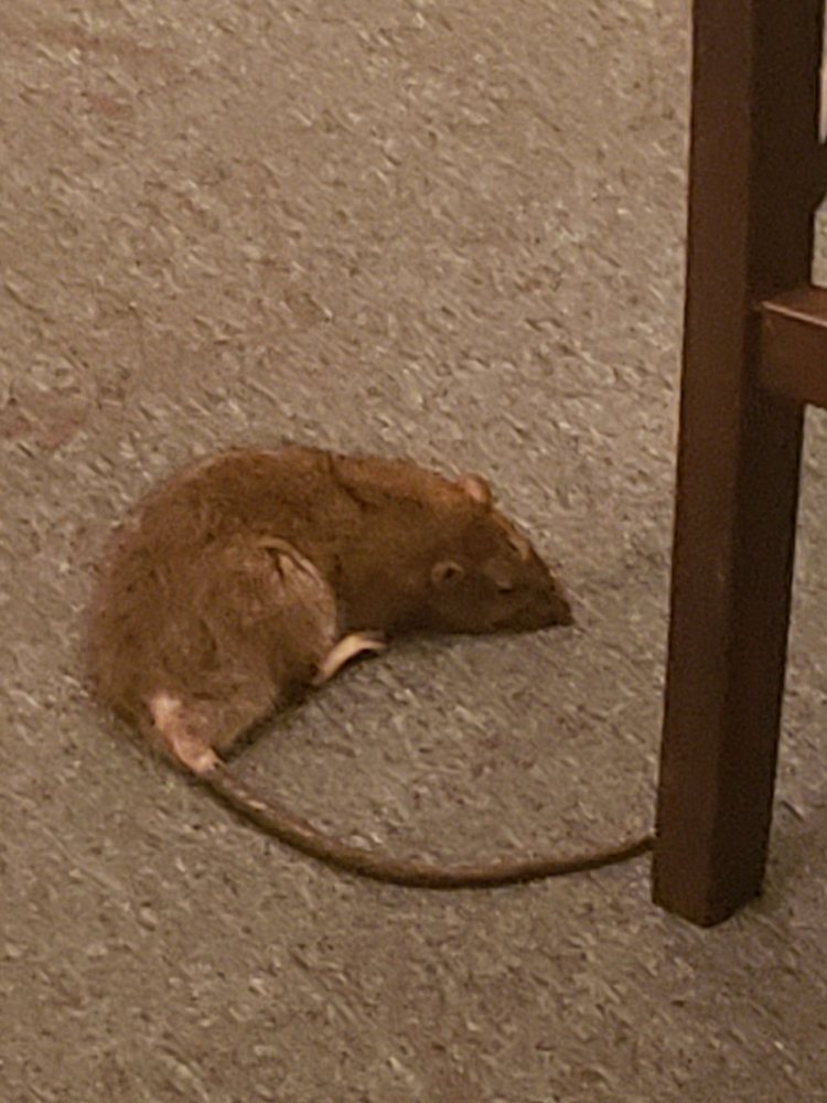 Crossfire Pest Control
