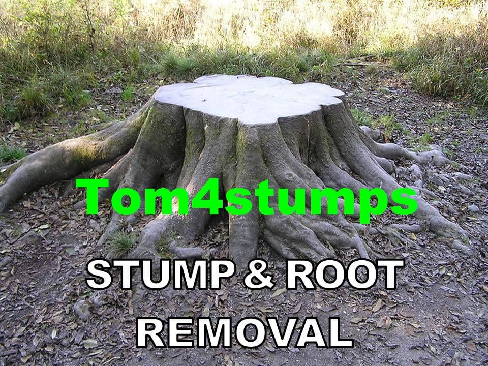 Tom 4 Stumps Tree Stump Grinding & Tree Root Removal