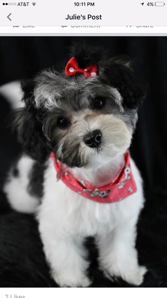 grooming philadelphia spot s spot pet grooming 359 photos 79 reviews pet groomers 123 w girard ave grooming philadelphia spot s spot pet grooming 359 photos 79 reviews pet groomers 123 w girard ave