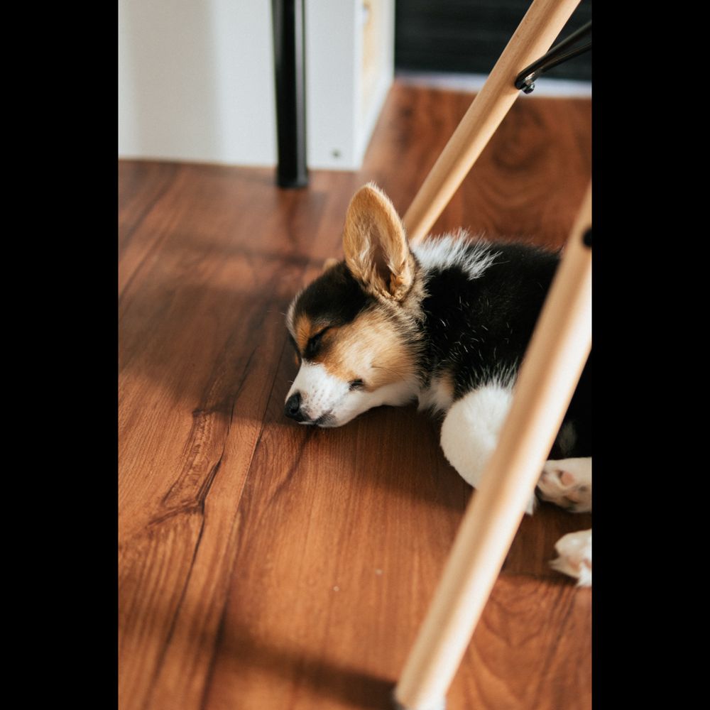 image of business Floorz & More