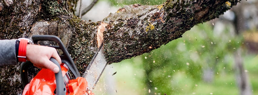 Dan's Tree Service