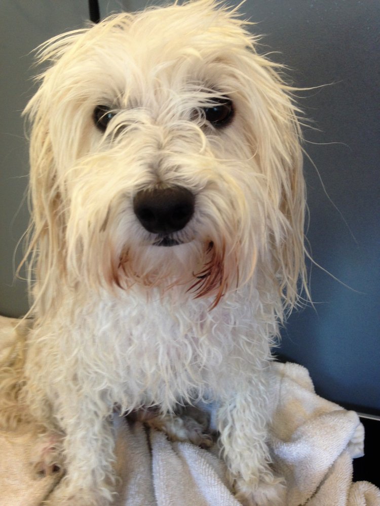 jackie's dog grooming