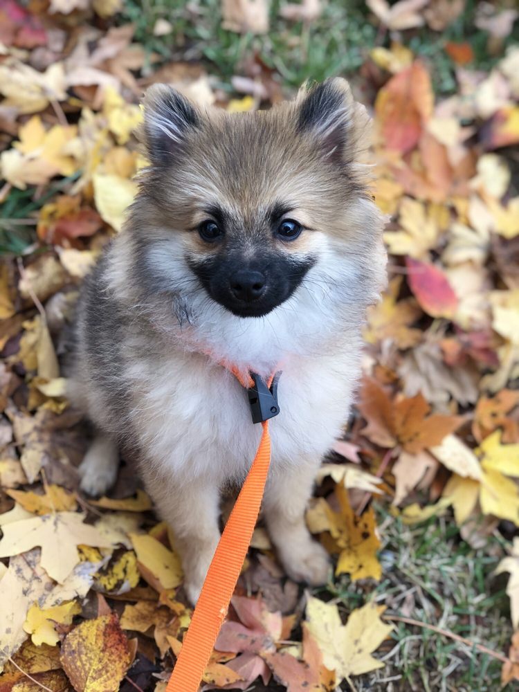 Just Puppies of Maryland, Inc