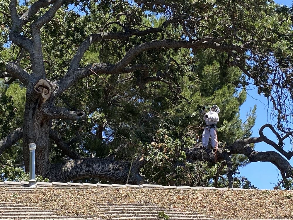 Agoura Tree Service