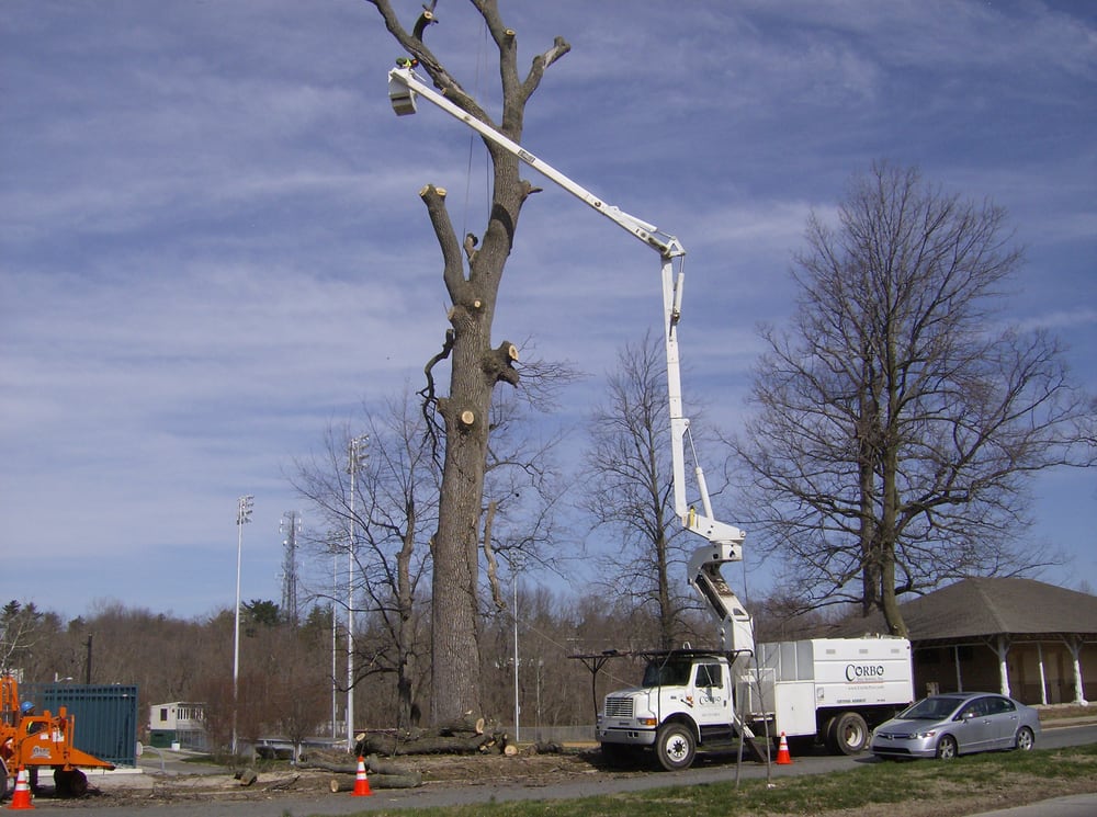 Corbo Tree & Landscaping Service