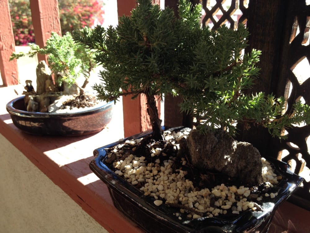Bonsai Guy