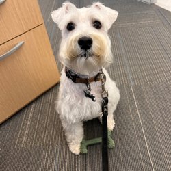 Ladera Ranch Grooming & Pet Spa photo
