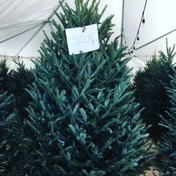 photo of treehouse christmas trees tucson az united states best tree i - Best Smelling Christmas Tree photo of treehouse christmas trees tucson az united states best tree i - Best Smelling Christmas Tree
