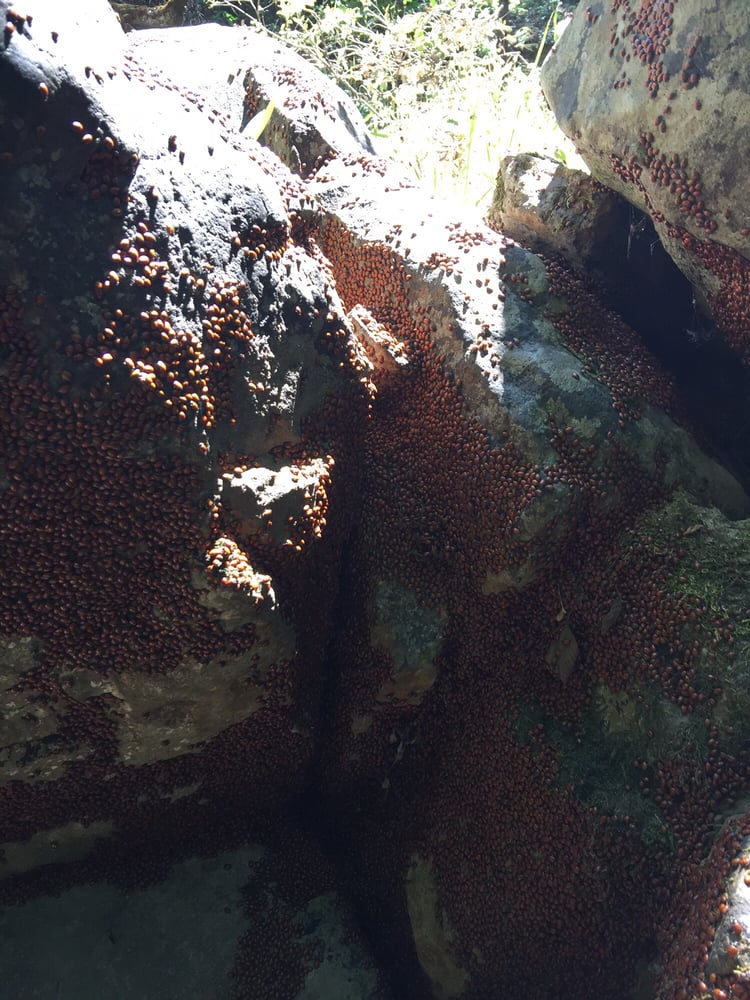 South Yuba River Trail and Campground 12 Photos Hiking Nevada