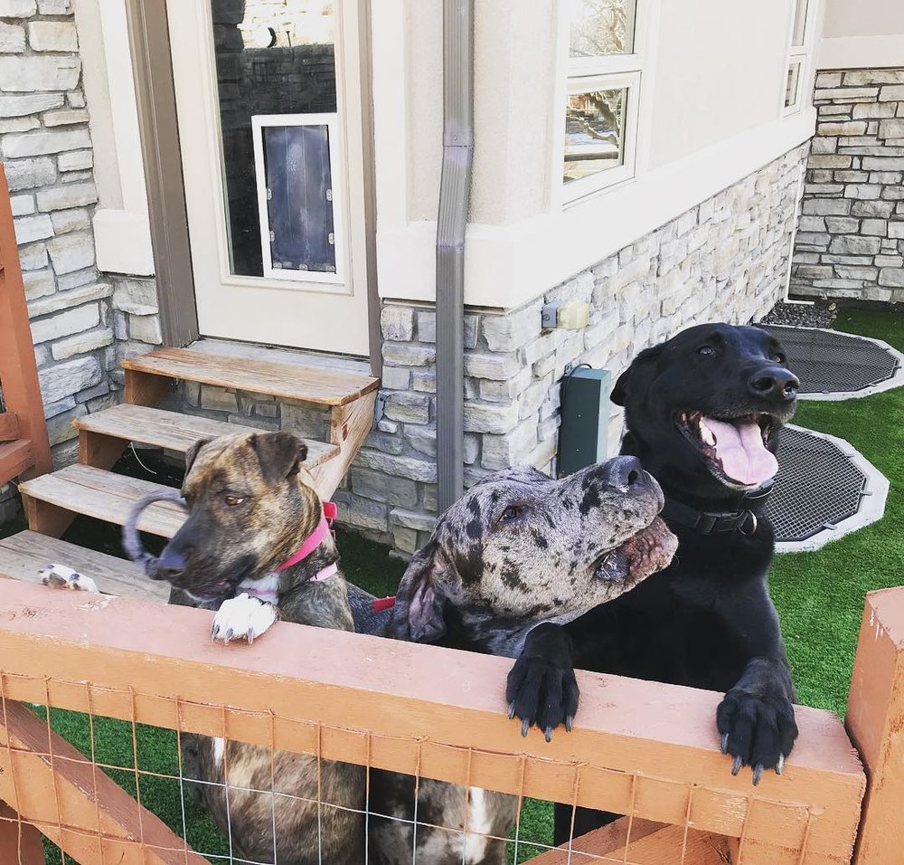 Kat's K9s