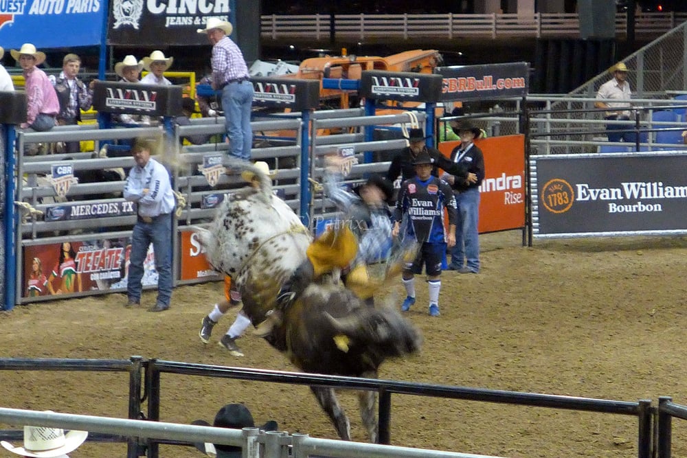 Rgv Rodeos Rio Grande Valley Livestock Show - 12 Photos - Festivals - 1000 N Texas ...