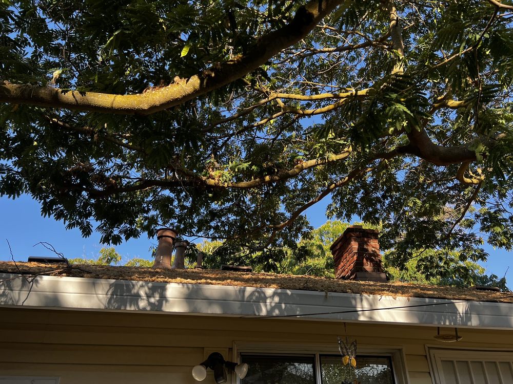 Sacramento Valley Tree Services