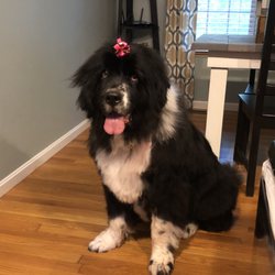 pawsh mobile grooming cape cod