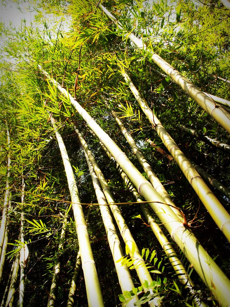 Professional Bamboo Landscapers