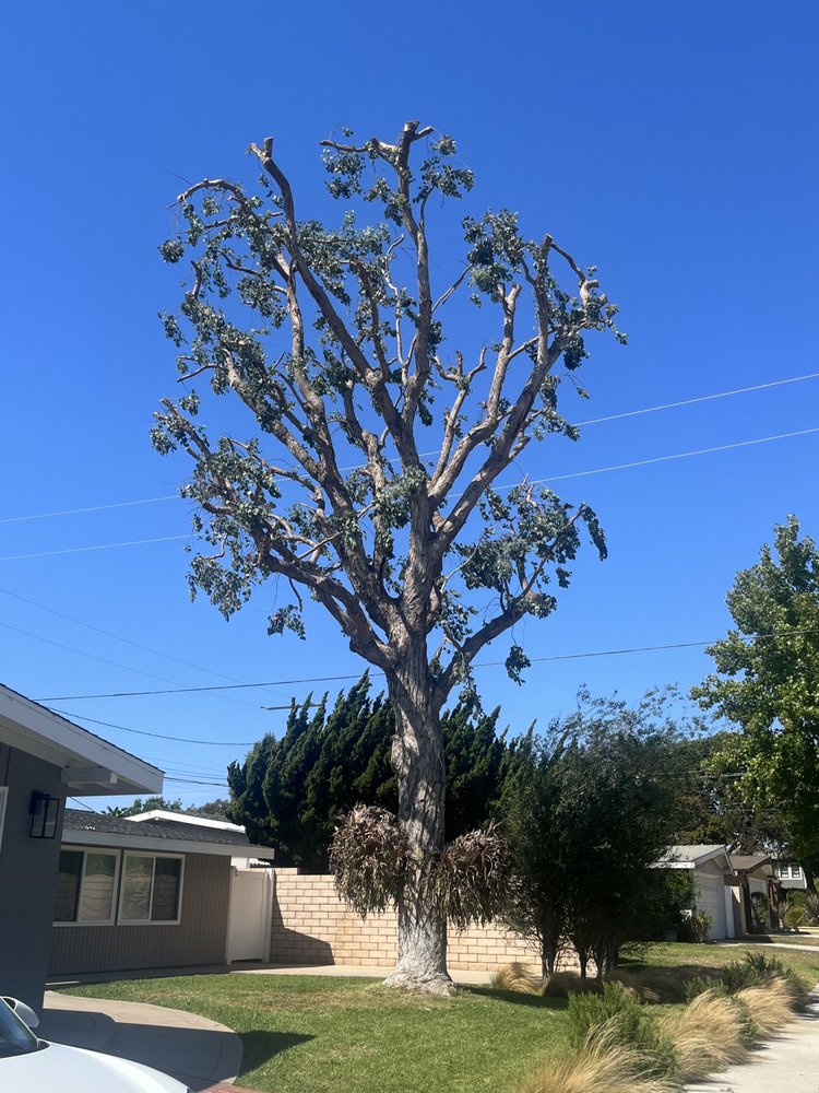 Valencia's Tree Service